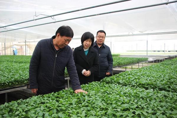 长子县农业农村局工作人员查看种苗培育情况