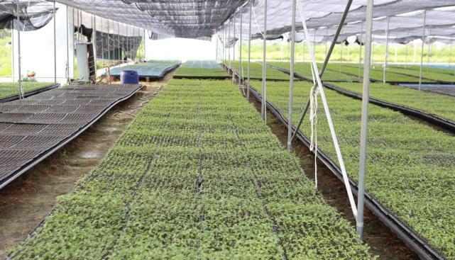 当前,罗定市各辣椒育苗场正加强种苗培育与管理,确保今年秋椒种苗的
