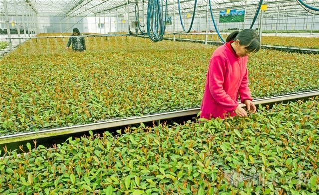 每年可培育销售茶叶,花卉,蔬菜等各类种苗3000余万株